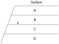 The following questions refer to the figure below,which shows an outcrop of sedimentary rock whose strata are labelled A-D.    -Currently,two extant elephant species (X and Y) are placed in the genus Loxodonta and a third species (Z) is placed in the genus Elephas.Assuming this classification reflects evolutionary relatedness,which of the following is the most accurate phylogenetic tree? A)    B)    C)    D)    E)   