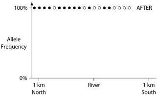 In a hypothetical situation,the National Park Service,which administers Grand Canyon National Park in Arizona,builds a footbridge over the Colorado River at the bottom of the canyon.The footbridge permits interspersal of two closely related antelope squirrels.Previously,one type of squirrel had been restricted to the terrain south of the river,and the other type had been restricted to terrain on the north side of the river.Immediately before and ten years after the bridge's completion,researchers collected ten antelope squirrels from both sides of the river,took blood samples,and collected frequencies of alleles unique to the two types of antelope squirrels (see the following graphs).        -The data in the previous graphs indicate that A)a hybrid zone was established after the completion of the bridge. B)no interspersal of the two types of squirrel occurred after the completion of the bridge. C)gene flow occurred from one type of squirrel into the gene pool of the other type of squirrel. D)two-way migration of squirrels occurred across the bridge, but without hybridization. E)some northern squirrels migrated south, but no southern squirrels migrated north across the bridge.