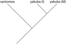 Which of these evolutionary trees represents the situation in the description? (Note: Yakuba (I)represents the island population,and yakuba (M)represents the mainland population.) A)   B)   C)   D)  