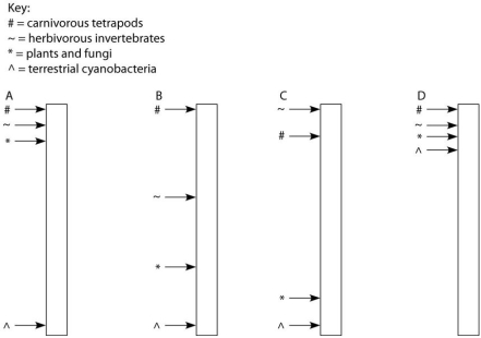 The following questions refer to the paragraph below. A sediment core is removed from the floor of an inland sea.The sea has been in existence,off and on,throughout the entire time that terrestrial life has existed.Researchers wish to locate and study the terrestrial organisms fossilized in this core.The core is illustrated as a vertical column,with the top of the column representing the most recent strata and the bottom representing the time when land was first colonized by life.    -Assuming the existence of fossilized markers for each of the following chemicals,what is the sequence in which they should be found in this sediment core,working from ancient sediments to recent sediments? 1)chitin coupled with protein 2)chlorophyll 3)bone 4)cellulose A)2, 4, 3, 1 B)2, 4, 1, 3 C)4, 2, 1, 3 D)4, 2, 3, 1