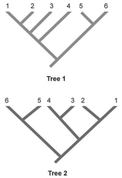   -In the phylogenetic trees above,numbers represent species and the same species are shown in both trees.Which two species are represented as sister species in Tree 2 but are not shown as sister species in Tree 1? A) 1 and 2 B) 2 and 3 C) 3 and 4 D) 4 and 5