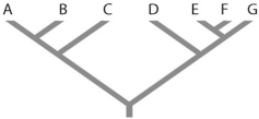   -Refer to the figure above.Which of the following forms a monophyletic group? A) A, B, C, D B) C and D C) D, E, and F D) E, F, and G