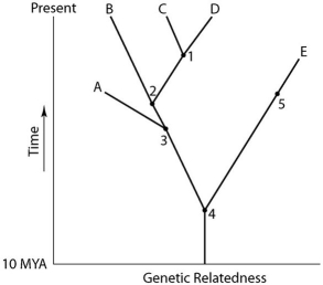 Use this figure to answer the following questions.    -Which extinct species should be the best candidate to serve as the outgroup for the clade whose common ancestor occurs at position 2 in the above figure? A) A B) B C) C D) D E) E