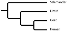 Based on this tree,which statement is not correct?   A) The salamander lineage is a basal taxon. B) Salamanders are a sister group to the group containing lizards, goats, and humans. C) Salamanders are as closely related to goats as to humans. D) Lizards are more closely related to salamanders than to humans.