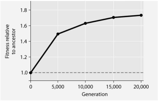 The following questions refer to the information and figure below. In this eight-year experiment,12 populations of E.coli,each begun from a single cell,were grown in low-glucose conditions for 20 000 generations.Each culture was introduced to fresh growth medium every 24 hours.Occasionally,samples were removed from the populations,and their fitness in low-glucose conditions was tested against that of members sampled from the ancestral (common ancestor)E.coli population.    -Which of the following,if it occurs in the absence of any other type of adaptation listed here,is least reasonable in terms of promoting bacterial survival over evolutionary time in a low-glucose environment? A)increased efficiency at transporting glucose into the cell from the environment B)increased ability to survive on simple sugars other than glucose C)increased ability to synthesize glucose from amino acid precursors D)increased reliance on glycolytic enzymes E)increased sensitivity to, and ability to move toward, whatever glucose is present in its habitat