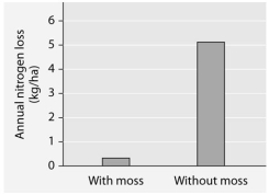 Researchers tested nitrogen loss from soil where the moss Polytrichum was growing,and compared it to soil from which Polytrichum had been removed.The data are presented below.    -Loss of soil nitrogen via gaseous emission was found to be negligible.Rather,most loss of soil nitrogen was due to water erosion of the soil.Which of these hypotheses is least likely to account for the observed results? A)If rhizoids had helped stabilize the soil, then less erosion and less loss of nitrogen would occur. B)If protonemata had absorbed, and stored, nitrogen from the soil, then they would have reduced loss of nitrogen by erosion. C)If the overlying mat of gametophores had slowed the entry of water into the soil, then it would have reduced water's ability to erode the soil and carry away its nitrogen. D)If sporophyte stomata had absorbed nitrogen from the soil, then they would have reduced loss of nitrogen by erosion.