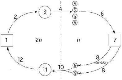Use the following information to answer the questions below. The following questions refer to the generalized life cycle for land plants shown in the figure below.Each number within a circle or square represents a specific plant or plant part,and each number over an arrow represents either meiosis,mitosis,or fertilization.    -In the figure above,which number represents the mature gametophyte? A)1 B)3 C)5 D)7 E)11