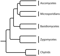 The next few questions refer to the following phylogenetic trees.     I.     II.     III.     IV. -Which tree depicts the closest relationship between zygomycetes and chytrids? A) I B) II C) III D) IV