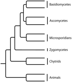 The next few questions refer to the following phylogenetic trees.     I.     II.     III.     IV. -Which tree depicts the closest relationship between zygomycetes and chytrids? A) I B) II C) III D) IV