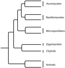 The next few questions refer to the following phylogenetic trees.     I.     II.     III.     IV. -Which tree depicts the closest relationship between zygomycetes and chytrids? A) I B) II C) III D) IV
