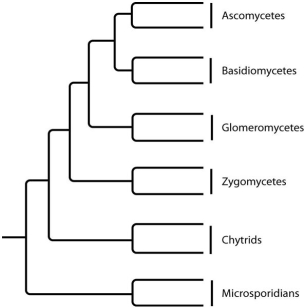 The next few questions refer to the following phylogenetic trees.     I.     II.     III.     IV. -Which tree depicts the closest relationship between zygomycetes and chytrids? A) I B) II C) III D) IV