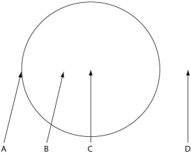 The following figure depicts the outline of a large fairy ring that has appeared overnight in an open meadow,as viewed from above.The fairy ring represents the furthest advance of this mycelium through the soil.Locations A-D are all 0.5 metres below the soil surface.Responses may be used once,more than once,or not at all. -If the fungus that produced the fairy ring can also produce arbuscules,then which of the following is most likely to be buried at location C? A)septic tank B)tree stump C)deceased animal D)fire pit E)cement-capped well