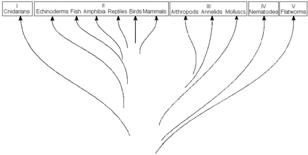    The figure above shows a chart of the animal kingdom set up as a modified phylogenetic tree.Use the diagram to answer the following questions. -Which group contains diploblastic organisms? A)I B)II C)III D)IV E)V