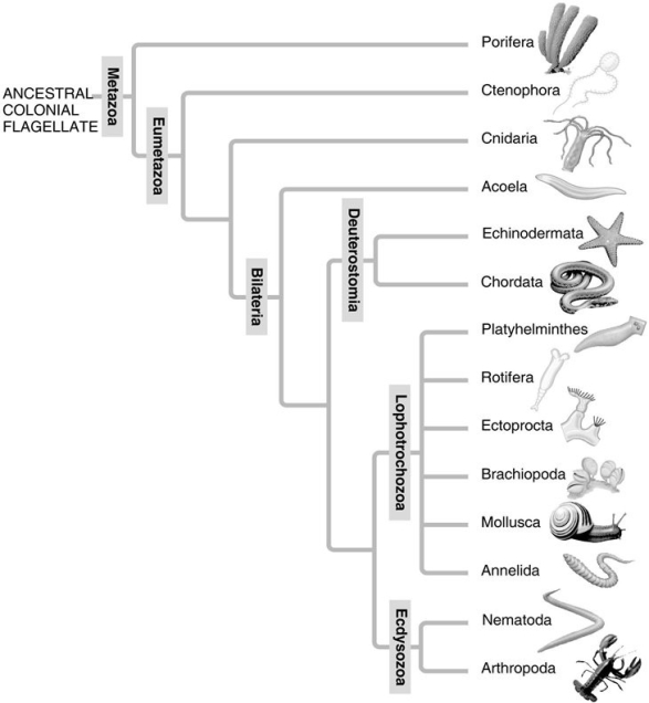 Use the following two diagrams (A and B)to answer the questions below.     A: Morphological phylogeny.     B: Molecular phylogeny. -What is true of the deuterostomes in the molecular phylogeny (B)that is not true in the traditional phylogeny (A)? A)Deuterostomia is a clade. B)To maintain Deuterostomia as a clade, some phyla had to be removed from it. C)Deuterostomia now includes the Acoela. D)It is actually a grade, rather than a clade. E)It diverged from the rest of the Bilateria earlier than did the Acoela. 