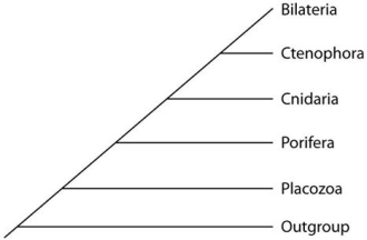 Placozoan evolutionary relationships to other animals are currently unclear,and different phylogenies can be created,depending on the character used to infer relatedness.Sponges have no tissues,but about 20 cell types.Tp (Trichoplax adhaerens)produces a neuropeptide almost identical to one found in cnidarians.The genome of Tp,though the smallest of any known animal,shares many features of complex eumetazoan (even human!)genomes.Use the phylogenetic trees that follow to answer the questions below.     I     II     III -Which phylogeny has been created by emphasizing the structural simplicity of placozoans? A)I B)II C)III
