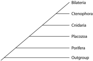 Placozoan evolutionary relationships to other animals are currently unclear,and different phylogenies can be created,depending on the character used to infer relatedness.Sponges have no tissues,but about 20 cell types.Tp (Trichoplax adhaerens)produces a neuropeptide almost identical to one found in cnidarians.The genome of Tp,though the smallest of any known animal,shares many features of complex eumetazoan (even human!)genomes.Use the phylogenetic trees that follow to answer the questions below.     I     II     III -Which phylogeny has been created by emphasizing the structural simplicity of placozoans? A)I B)II C)III