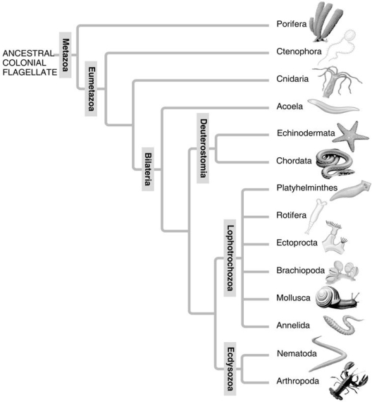       -Which of the following is a point of conflict between the phylogenetic analyses presented in these two figures? A)the monophyly of the animal kingdom B)the relationship of taxa of segmented animals to taxa of nonsegmented animals C)that sponges are basal animals D)that chordates are deuterostomes E)the monophyly of the bilaterians