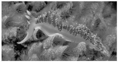 Use the following information to answer the questions below. This nudibranch,a type of sea slug,has many reddish cerata on its dorsal surface,as well as two,white-tipped rhinophores located on the head.     The nontaxonomic term sea slug encompasses a wide variety of marine gastropods.One feature they share as adults is the lack of a shell.We might think,therefore,that they represent defenceless morsels for predators.In fact,sea slugs have multiple defences.Some sea slugs prey on sponges and concentrate sponge toxins in their tissues.Others feed on cnidarians,digesting everything except the nematocysts,which they then transfer to their own skins.Whereas the most brightly coloured sea slugs are often highly toxic,others are nontoxic and mimic the colouration of the toxic species.Their colours are mostly derived from pigments in their prey.There are also sea slugs that use their colouration to blend into their environments. -Which structure do sea slugs use to feed on their prey? A)nematocysts B)a sharp beak C)an incurrent siphon D)a radula E)a mantle cavity