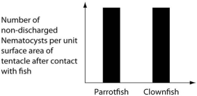The clownfish readily swims among the tentacles of the sea anemones; the parrotfish avoids them.One hypothesis for the clownfish's apparent immunity is that they slowly build a tolerance to the sea anemone's toxin.A second hypothesis is that a chemical in the mucus that coats the clownfish prevents the nematocysts from being triggered.Which of the following graphs supports the second,but not the first,of these hypotheses? A)   B)   C)   D)  