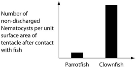 The clownfish readily swims among the tentacles of the sea anemones; the parrotfish avoids them.One hypothesis for the clownfish's apparent immunity is that they slowly build a tolerance to the sea anemone's toxin.A second hypothesis is that a chemical in the mucus that coats the clownfish prevents the nematocysts from being triggered.Which of the following graphs supports the second,but not the first,of these hypotheses? A)   B)   C)   D)  