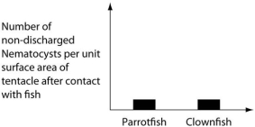 The clownfish readily swims among the tentacles of the sea anemones; the parrotfish avoids them.One hypothesis for the clownfish's apparent immunity is that they slowly build a tolerance to the sea anemone's toxin.A second hypothesis is that a chemical in the mucus that coats the clownfish prevents the nematocysts from being triggered.Which of the following graphs supports the second,but not the first,of these hypotheses? A)   B)   C)   D)  