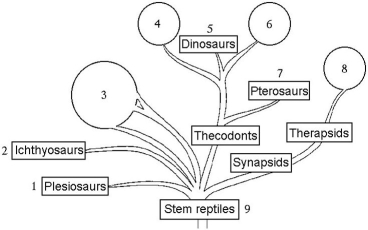 The following questions refer to the phylogenetic tree shown below.    -Which pair of numbers represents extinct reptiles that had returned to an aquatic life? A)1 and 2 B)3 and 4 C)5 and 7 D)6 and 8 E)7 and 9
