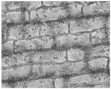 Use the following figure to answer the questions below.    -Which function applies to the cells shown in the photograph in the figure above? A)provide flexible support B)contain secondary walls to provide rigid support C)can store starch in stems and roots D)function in water movement E)can be used commercially for making rope
