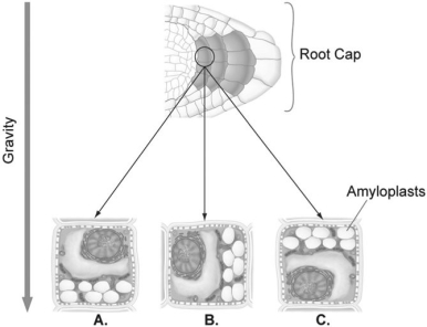   -The rapid leaf movements resulting from a response to touch (thigmotropism)primarily involve A)potassium channels. B)nervous tissue. C)aquaporins. D)stress proteins.