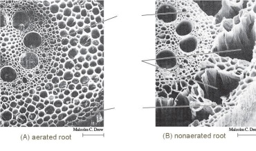   -The figure above shows the cross section of a root grown under different conditions.Explain what is happening in picture B? A)With no oxygen, the root has died. B)The root is infested with parasites that are eating the root. C)Root cells produce absicic acid to increase tolerance to low oxygen. D)Root cells produce cytokinins to promote movement of nutrients to roots. E)Low oxygen stimulates production of ethylene which causes apoptosis in some cells of the root cortex.