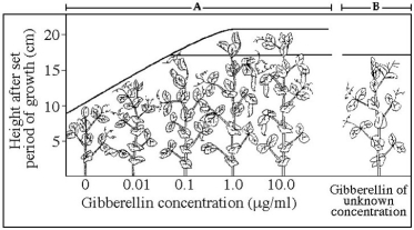   -The results of this experiment,shown on the left of the graph (area A),may be used to A)show that these plants can live without gibberellin. B)show that gibberellin is necessary in positive gravitropism. C)show that taller plants with more gibberellin produce fruit (pods). D)show a correlation between plant height and gibberellin concentration. E)study phytoalexins in plants. 