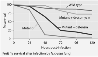 Mutant fruit flies that make only one antimicrobial peptide were tested for survival after infection with Neurospora crassa fungi or with Micrococcus luteus bacteria.        -The results shown in the graphs support the hypothesis that A)adding the defensin gene to such mutants protects them from fungal infection. B)adding the drosomycin gene to such mutants protects them from fungal infection. C)wild-type flies with the full set of genes for antimicrobial peptides are highly susceptible to these infective agents. D)the presence of any single antimicrobial peptide protects against both infective agents. E)even the wild-type flies rarely, if ever, survive for five days.