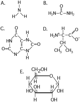 Use the following structural formulas to identify the following items.    -Which of the following is synthesized by mammals,most amphibians,sharks,and some bony fishes,and has lower toxicity than its nitrogenous substrate? A)A B)B C)C D)D E)E