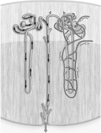   The figure above shows a nephron.Filtration takes place in the structure labeled ________. A)a B)b C)c D)d