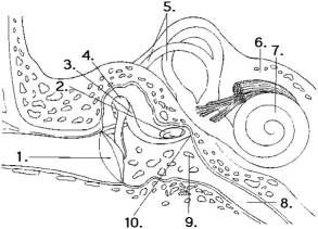 The following questions refer to this diagram of the ear.    -Vibrations of the tympanic membrane to the oval window are transmitted by the structures at which numbers? A)1, 2, 3, and 4 B)2, 3, and 4 C)3 and 4 D)4 E)5