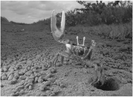   -The behaviour of most animals is influenced by the periods of daylight and darkness in the environment.Fiddler crabs' courtship behaviours are instead synchronized by the 29 1/2-day cycle of the moon.What is the adaptive significance of using lunar cues? A)The fiddler crab courtship ritual is highly visual so individuals need the light of the full moon to be able to observe courtship displays. B)Egg maturation in fiddler crab females takes 29 1/2 days. C)By courting at full and new moon, fiddler crabs link their reproduction to times of highest tides that disperse larvae to safer, deeper waters. D)The algae that larval fiddler crabs consume for energy and metabolism blooms on a monthly cycle, so recently hatched larvae have plenty to eat during a crucial time of their life. E)It takes about 29 days for a fiddler crab to reach sexual maturity.