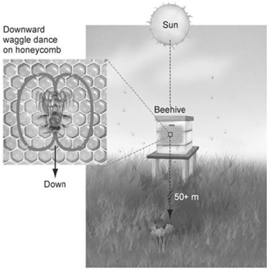       -From the figure above,what can we determine about the location of the food source? A) The waggle dance in the top figure indicates that the food is directly under the hive. B) The waggle dance in the bottom figure indicates that the food is to the west of the hive. C) The waggle dance in the top figure indicates that the food is close to the hive. D) The waggle dance in the bottom figure indicates that the food is 90 degrees to the right of the Sun. E) The waggle dance in the top figure indicates that the food is directly above the hive.