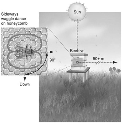       -From the figure above,what can we determine about the location of the food source? A) The waggle dance in the top figure indicates that the food is directly under the hive. B) The waggle dance in the bottom figure indicates that the food is to the west of the hive. C) The waggle dance in the top figure indicates that the food is close to the hive. D) The waggle dance in the bottom figure indicates that the food is 90 degrees to the right of the Sun. E) The waggle dance in the top figure indicates that the food is directly above the hive.
