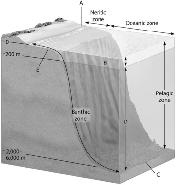 The diagram shows a generalized cross section of the marine environment with various zones labelled with letters.Choose the letter that best answers the question.Letters may be used once,more than once,or not at all.    -Which zone produces the most global oxygen gas? A)A B)B C)C D)D E)E
