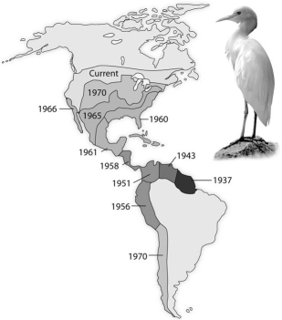 Use the following diagram from the text showing the spread of the cattle egret,Bubulcus ibis,since its arrival in the New World,to answer the question below.    -How would an ecologist likely explain the expansion of the cattle egret? A)The areas to which the cattle egret has expanded have no cattle egret parasites. B)Climatic factors, such as temperature and precipitation, provide a suitable habitat for cattle egrets. C)There are no predators for cattle egrets in the New World, so they continue to expand their range. D)A habitat left unoccupied by native herons and egrets met the biotic and abiotic requirements of the cattle egret transplants and their descendants. E)The first egrets to colonize South America evolved into a new species capable of competing with the native species of herons and egrets.