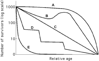 Use the survivorship curves shown below to answer the following questions.    -Which curve best describes survivorship in elephants? A)A B)B C)C D)D E)E