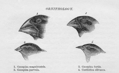 What is evolution?   A)  Evolution is a change in physical appearance that develops when a species migrates to new climates. B)  Evolution describes how human populations physically change in response to environmental changes and technological advances. C)  Evolution is any type of genetic mutation that appears in a species and can be passed down to the next generation. D)  Evolution describes how biological adaptations in organisms occur as a response to environmental changes, developing over generations.