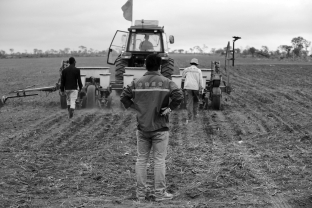Industrialized agriculture is noted in the text as having yielded dramatic increases in the overall food supply of the planet. At the same time, poverty and starvation have also gotten worse. What is the primary reason for this discrepancy?   A)  Food surpluses often go to wealthy industrialized nations. B)  The types of food produced are not what people in poor regions will consume. C)  Poor people live in very remote regions with no transportation systems to receive food. D)  Poverty and starvation are caused by political strife and war.