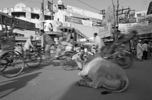 Hindus venerate the cow (even when they create serious traffic hazards)  in order to fully embrace the idea of ahimsa, the practice of nonviolence toward all living things. For a Hindu, then, the cow is much more than an animal with four legs. How is the cow vital in this religious system?   A)  It is a symbol that allows them to avoid eating beef. B)  It is a symbol that makes their religious world real. C)  It is a symbol that anthropologists have created to understand Hinduism. D)  It is a symbol that represents God in their pantheon.