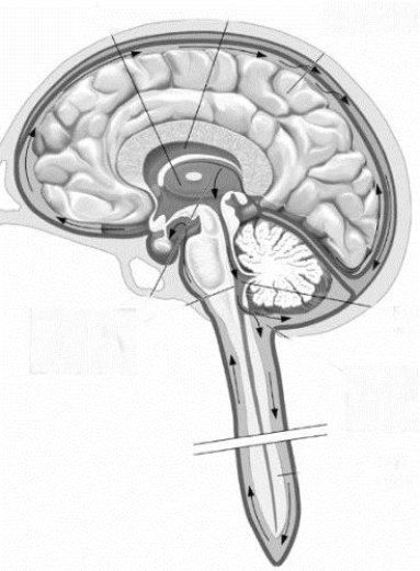 This figure illustrates the circulation of   A)  blood through the brain and spinal cord. B)  CSF between the meninges and the upper layer of cortex. C)  CSF through the ventricles, the central canal of the spinal cord, and in the subarachnoid space. D)  CSF, from its manufacture in the subarachnoid space into the ventricles and central canal of the spinal cord.
