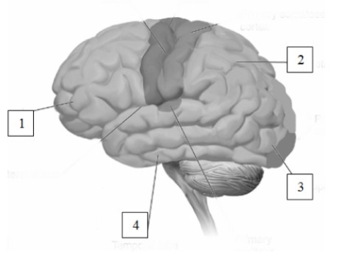 Among the functions localized in the area designated  1  in the given figure are   A)  decision making and planning. B)  processing of sound and visual recognition of objects. C)  generating movement and perceiving body position. D)  primary visual processing and perception of movement.