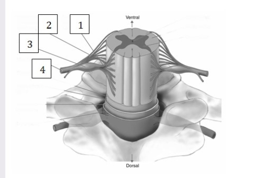 The structure designated  3  in this illustration   A)  transmits efferent data from the CNS to muscles and glands. B)  transmits afferent data from the periphery to the CNS. C)  is a mixed nerve, carrying both afferent and efferent data to and from the CNS. D)  is a sympathetic ganglion and participates in autonomic arousal.