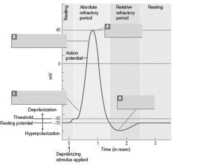 As seen in the picture, the relative refractory period begins approximately _________ msec after the beginning of the rise of the action potential.   A)  Zero B)  1 C)  2 D)  3.5