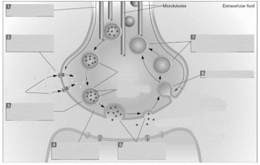  ?(see Figure 3.20) During exocytosis, ________ ions enter the presynaptic terminal and trigger the migration of ________. ?  