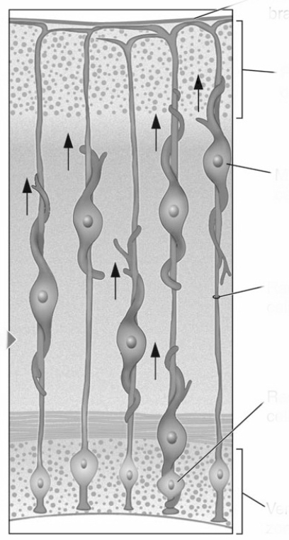  In this illustration, migrating cells from the ____________________ zone wrap around ____________________ in order to find their correct location in the developing cortex. (Figure 5.15)   