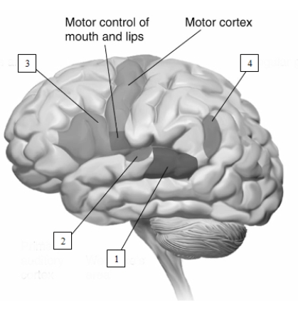 (see Figure 13.17)  What structure associated with language is indicated by the #4 in this illustration?   A)  Broca's area B)  Wernicke's area C)  angular gyrus D)  primary auditory cortex